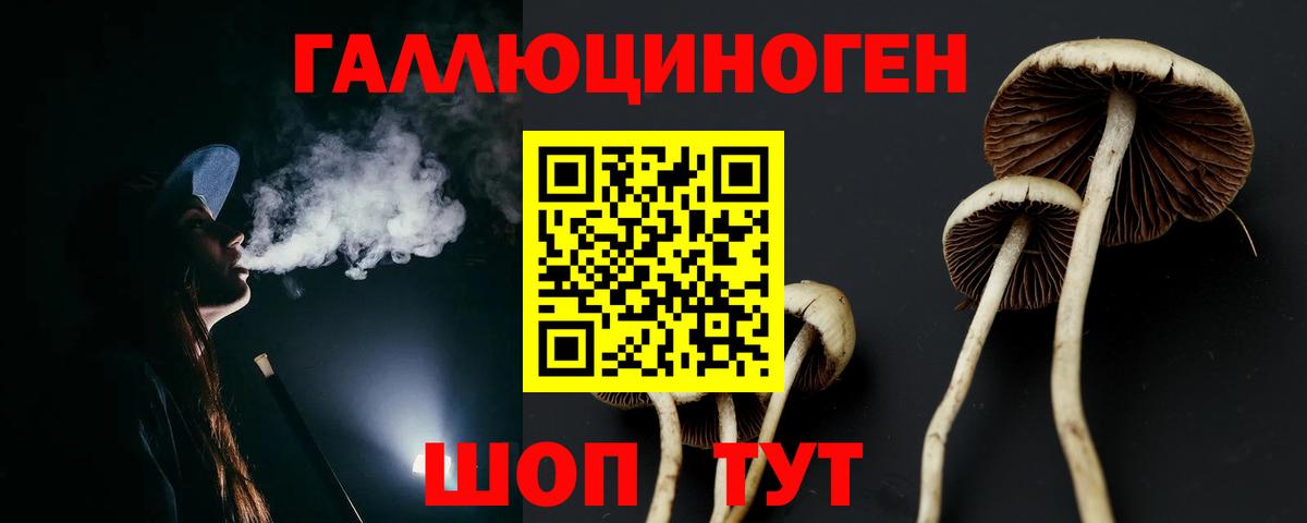 Галлюциногенные грибы Psilocybe Ставрополь